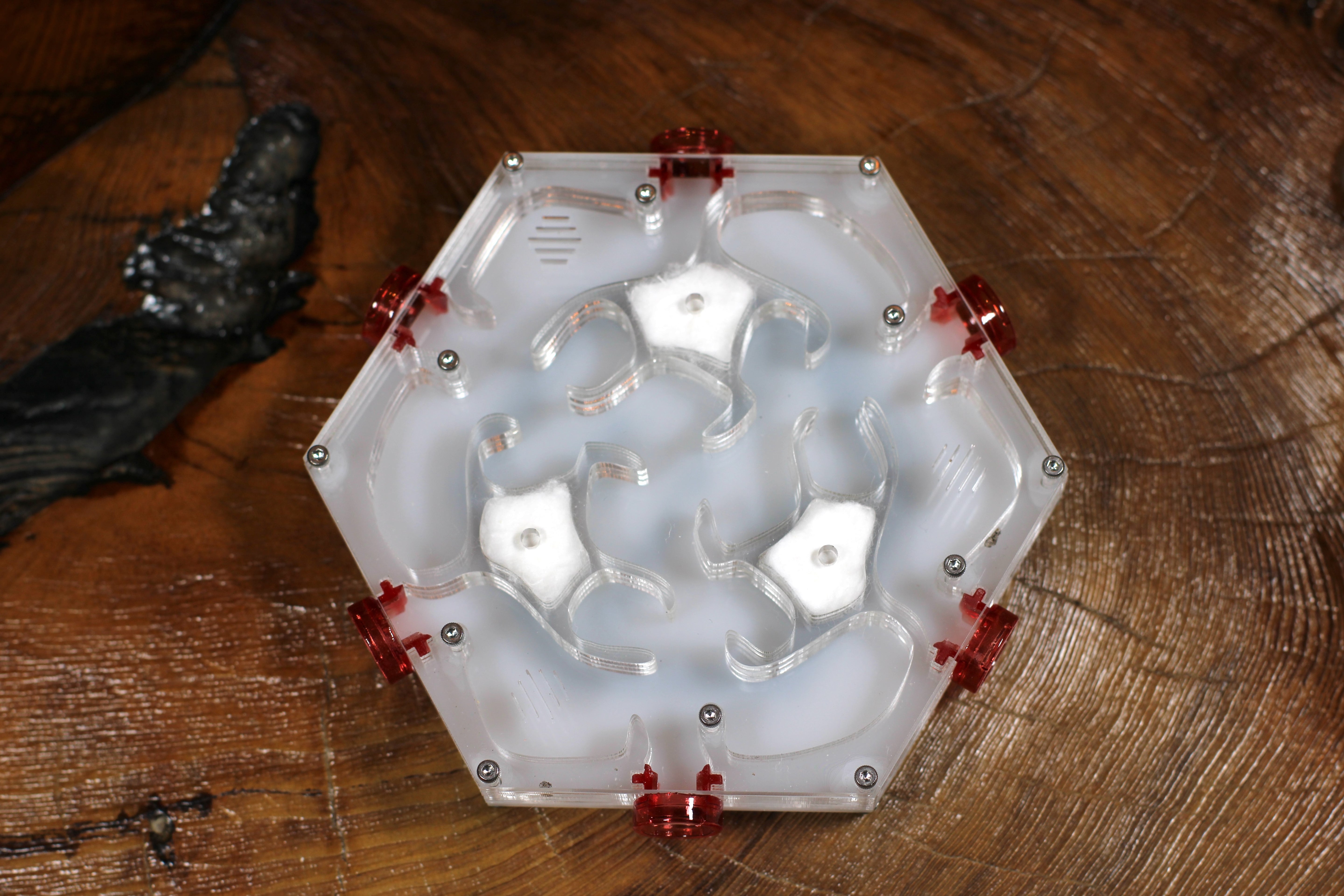 HexNest Branch Clear Formicarium Ant Nest | HexNest