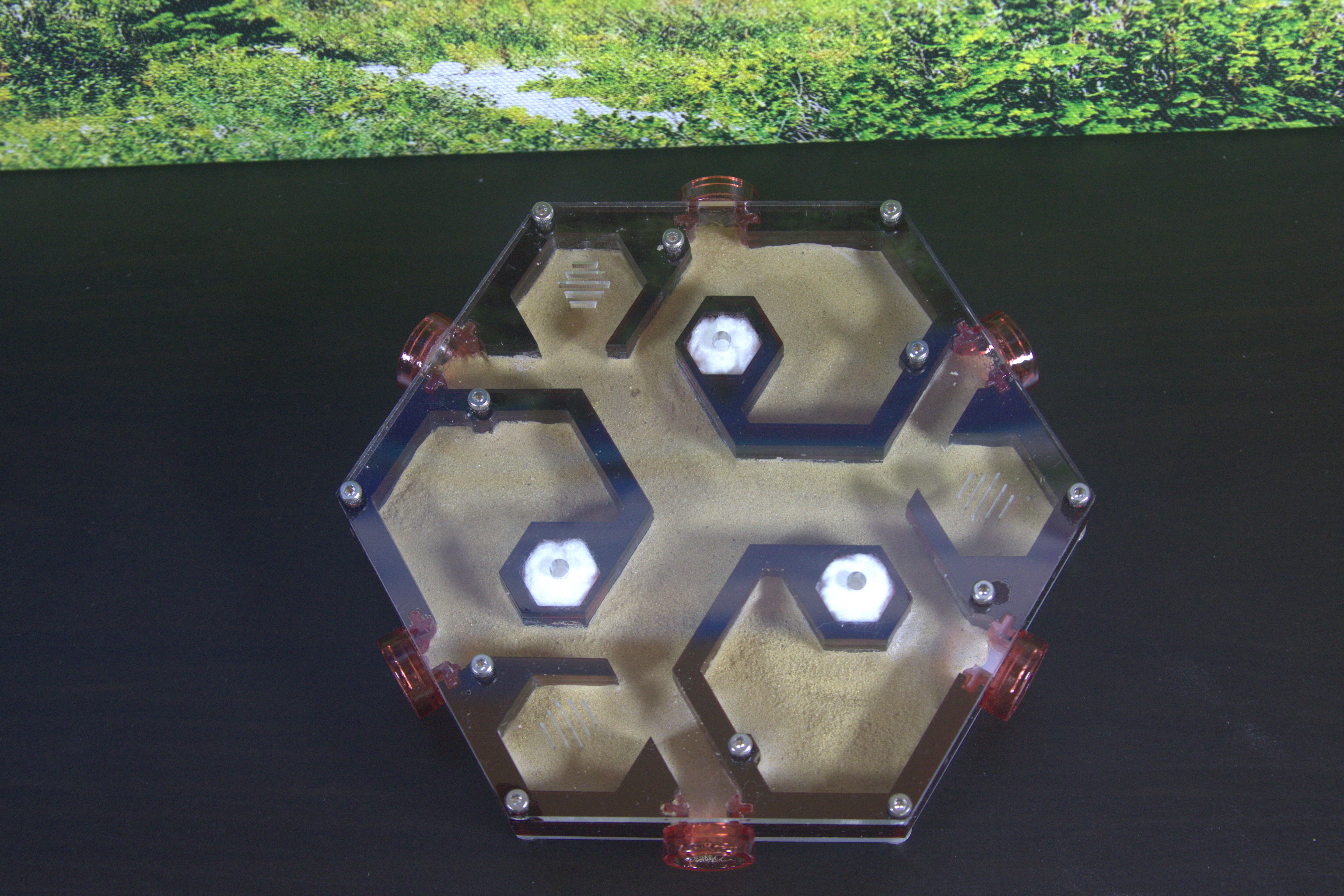 HexNest Hex Ant Formicarium | HexNest