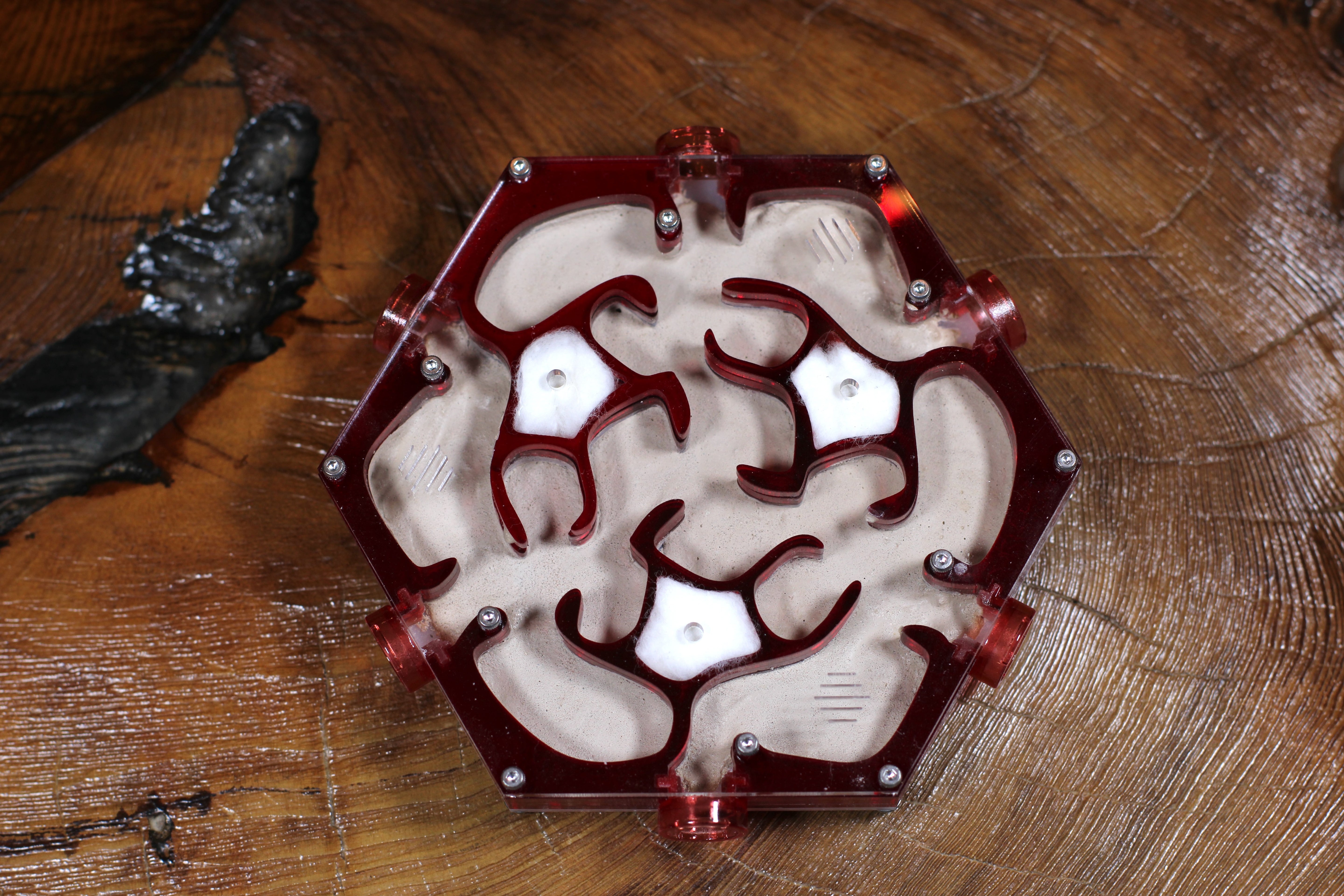 HexNest Branch Red Formicarium Ant Nest | HexNest